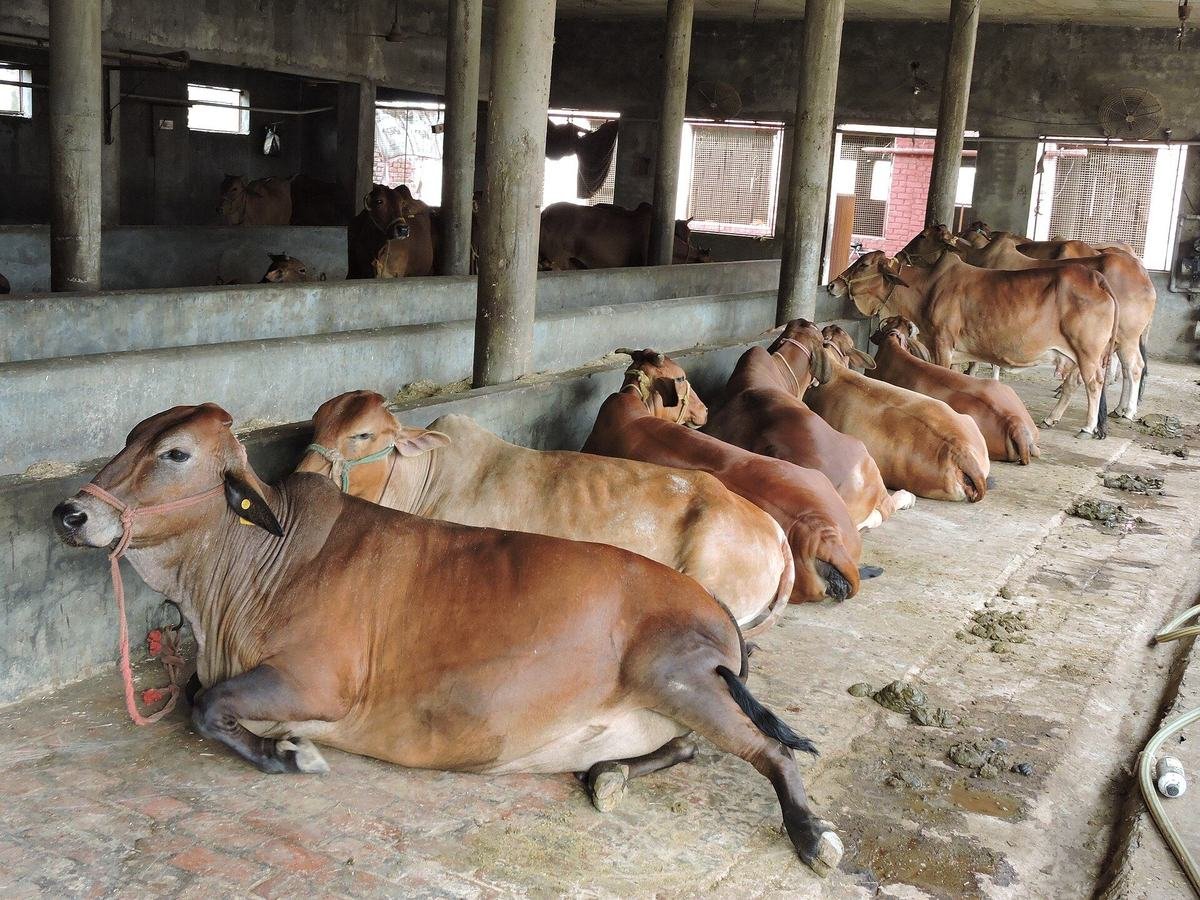 Sahiwal cow standing in the farm's shaded, clean dairy shed