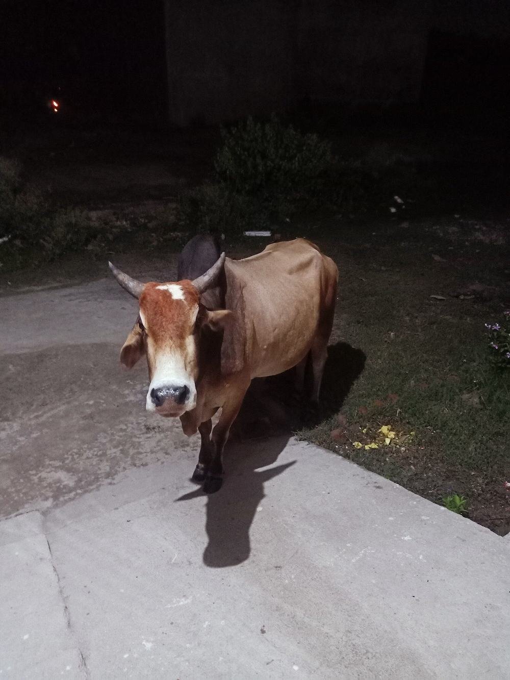 Sahiwal bull with strong build and healthy condition