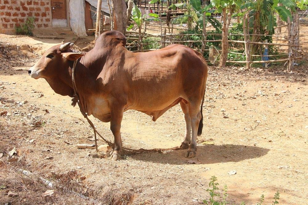 Group of healthy Sahiwal cattle raised at the farm