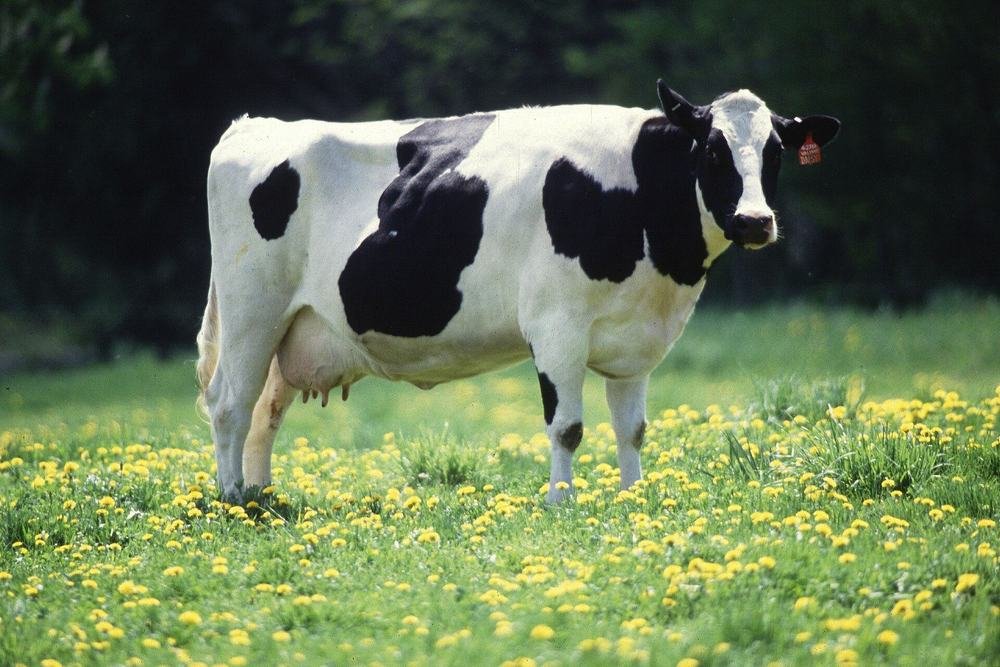 Black and white Holstein Friesian dairy cow in good condition