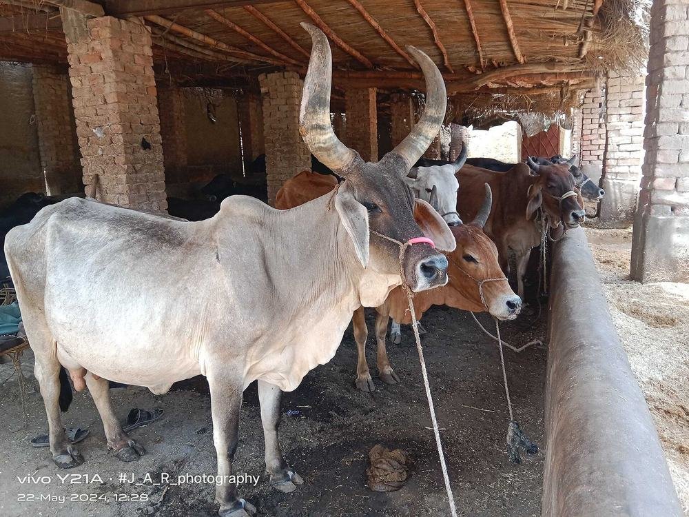 Clean white Sindhi-type cattle presented for Qurbani buyers
