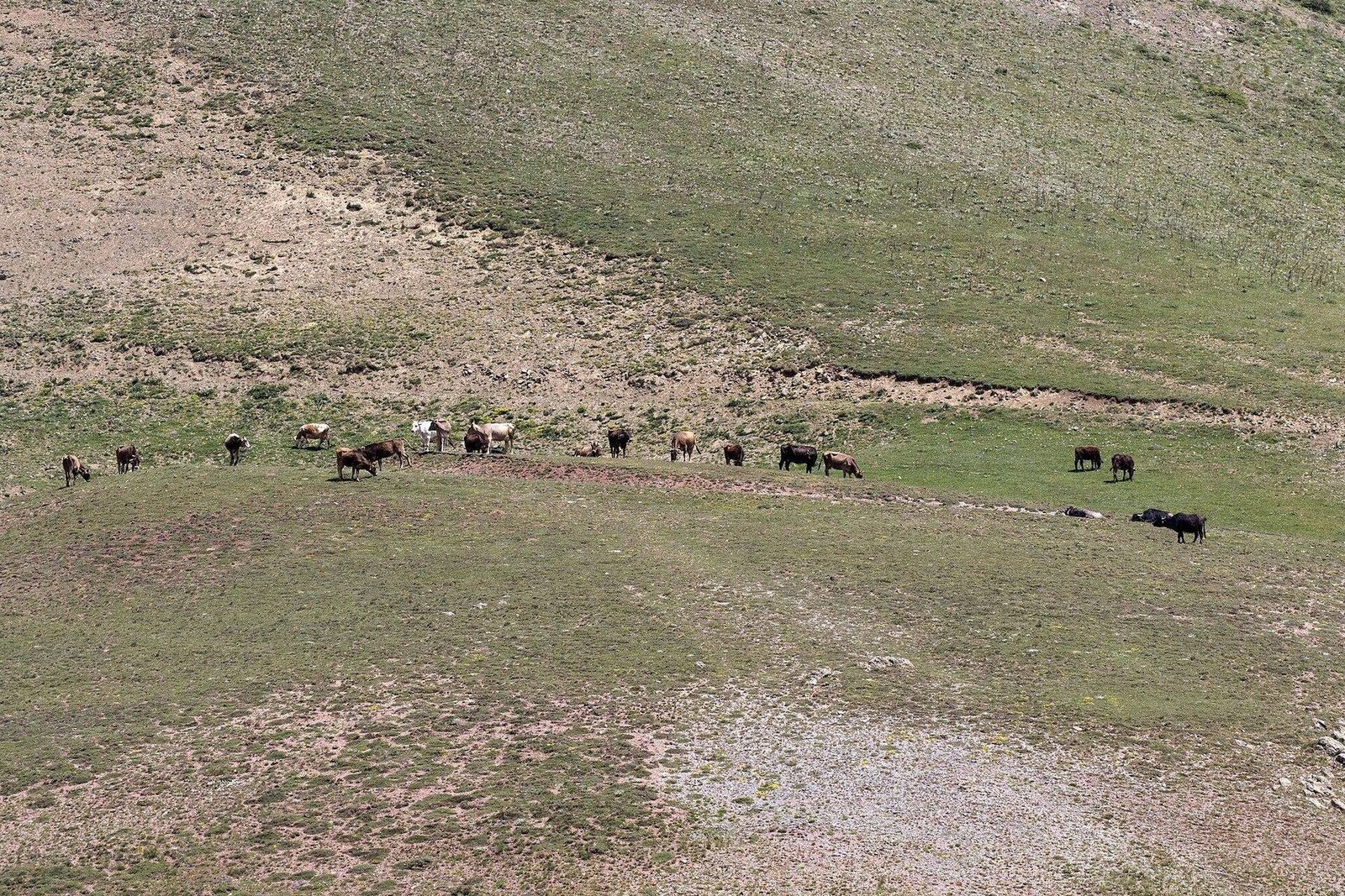 Cattle grazing on open pasture, prepared for commercial supply