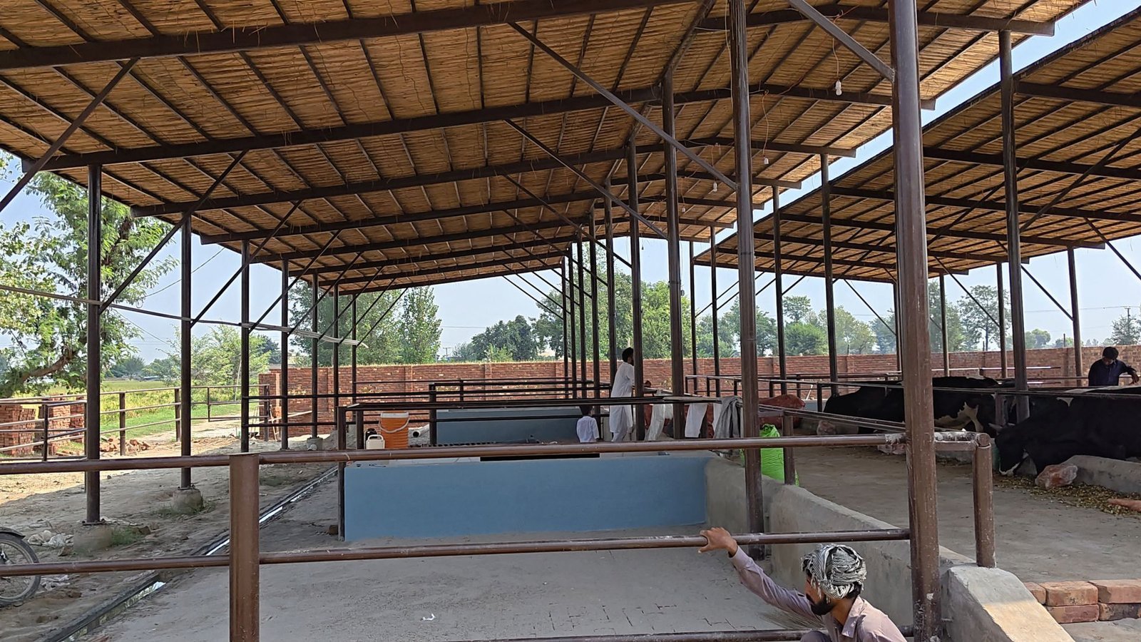 Cattle resting in a shaded shed