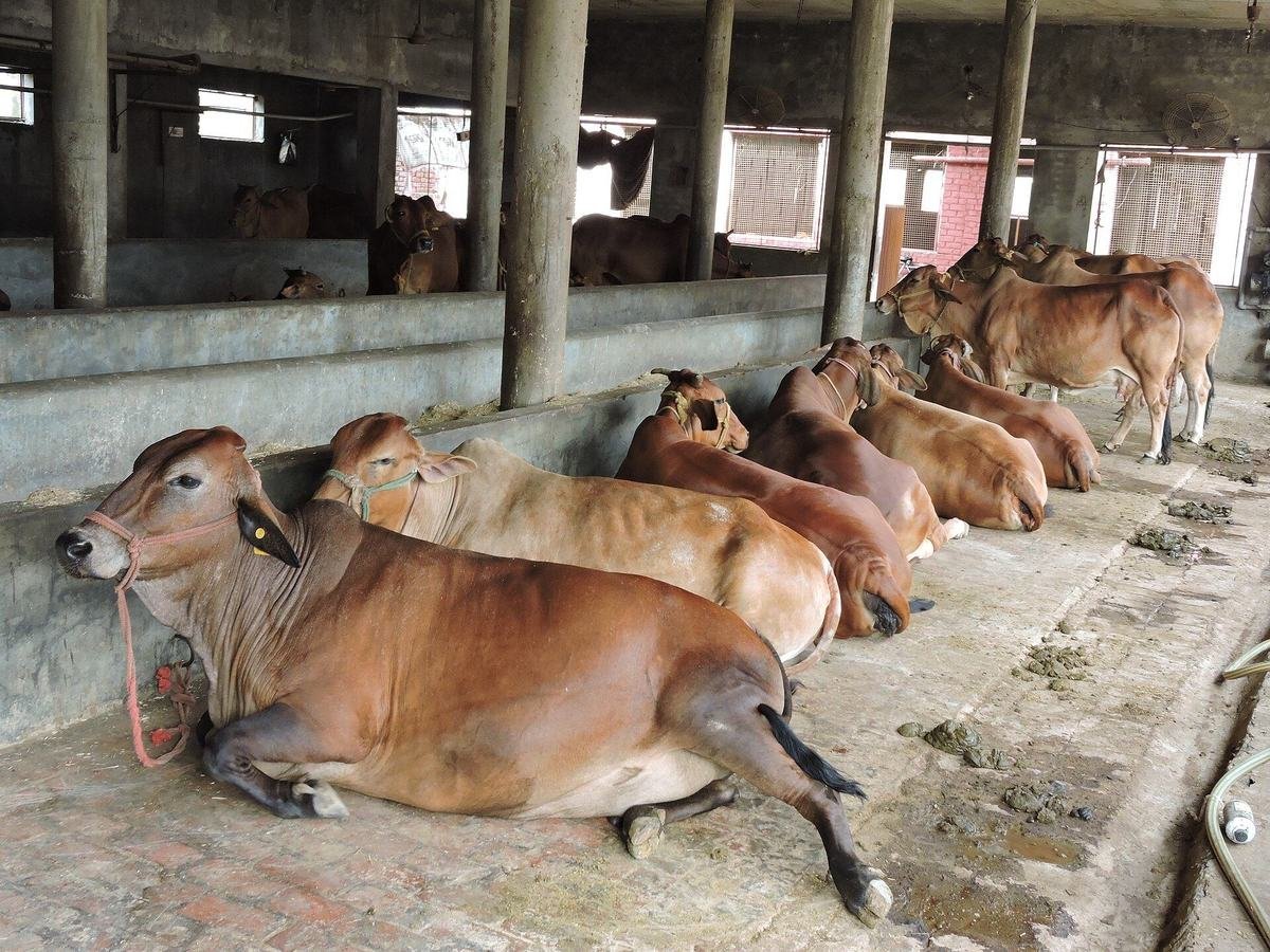 Cattle resting inside a shaded farm shed under observation