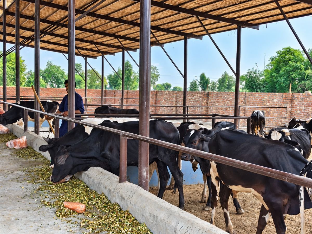 A farm worker walking the feed lane and watching the cattle at the trough