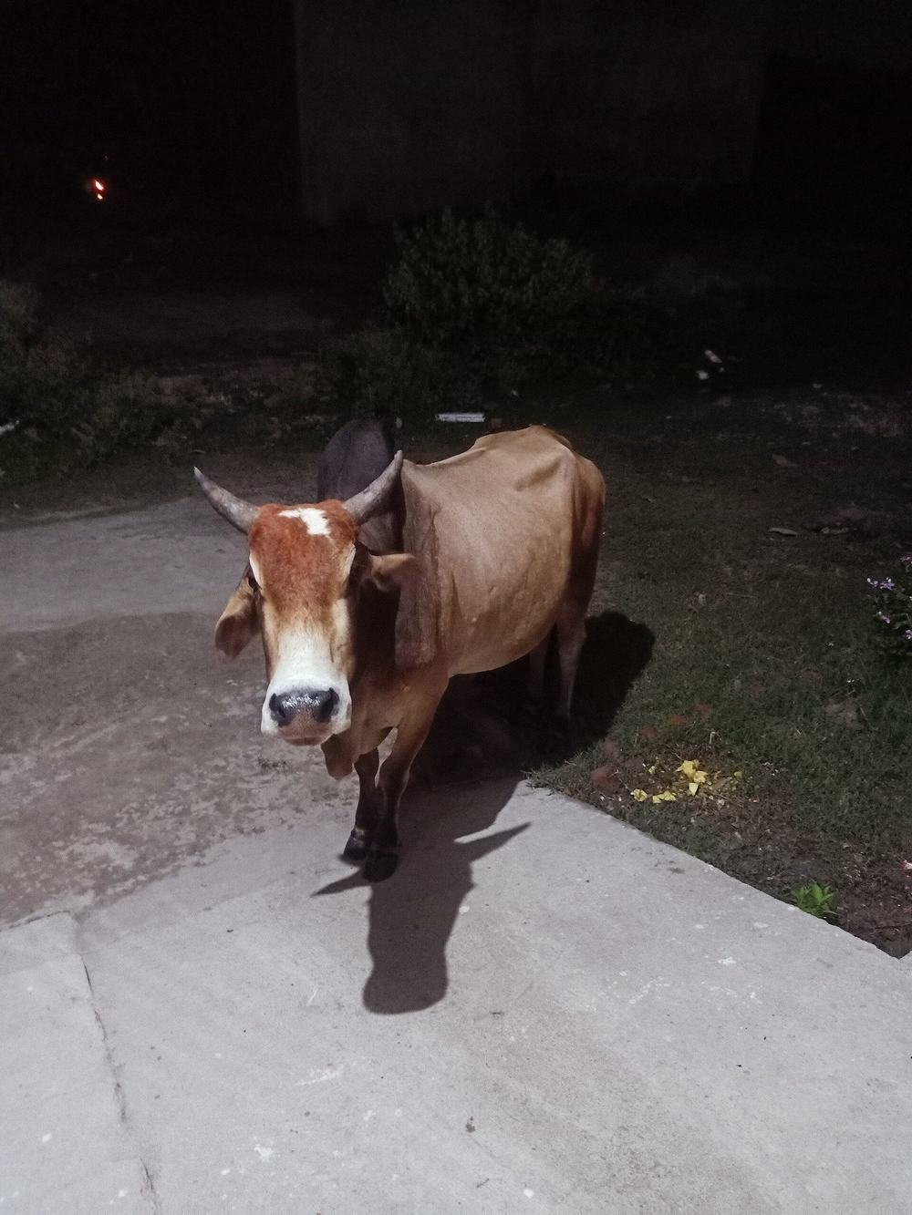 A bull at the farm