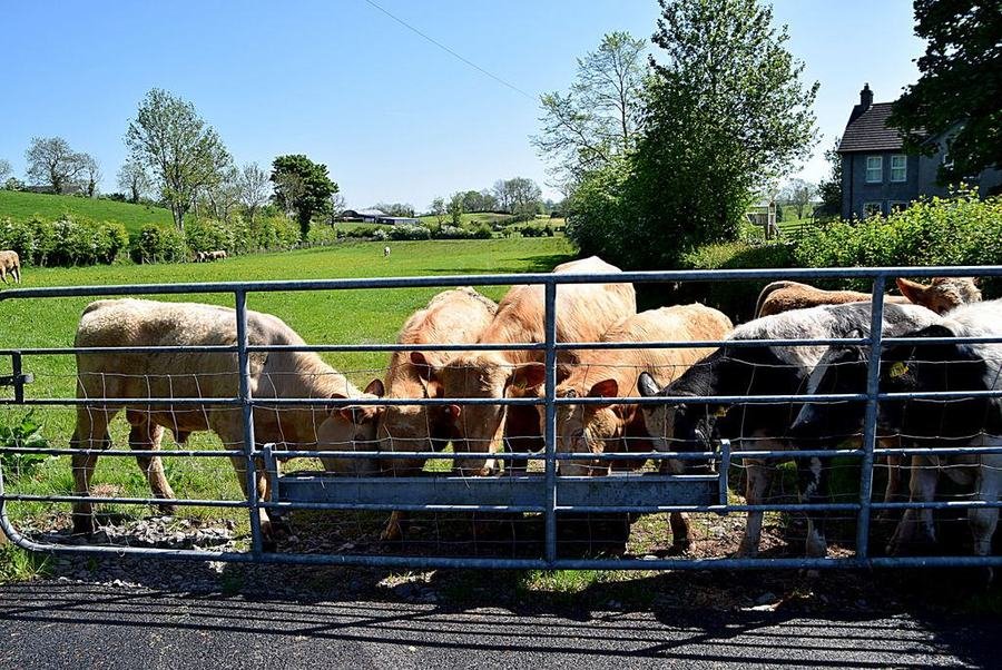 Cattle gathered around the feeding trough