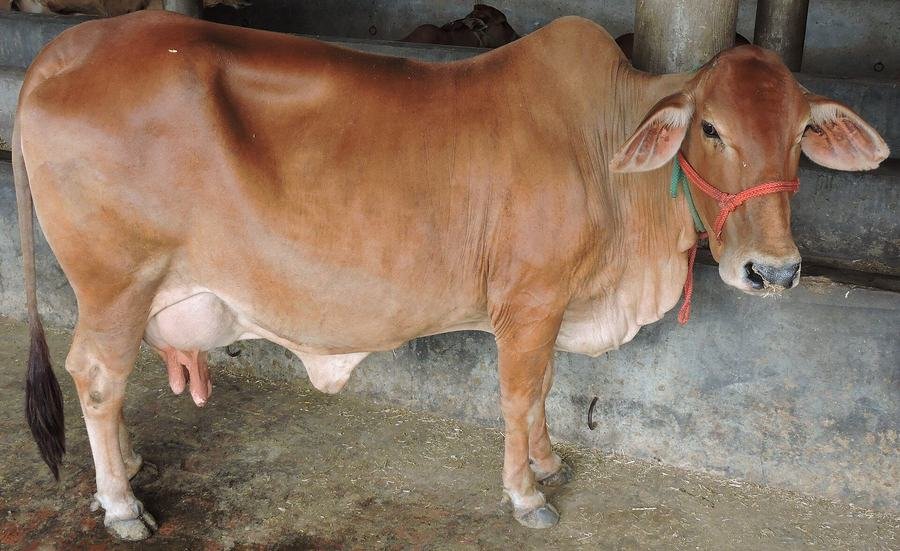 Sahiwal cow standing in the shaded dairy unit