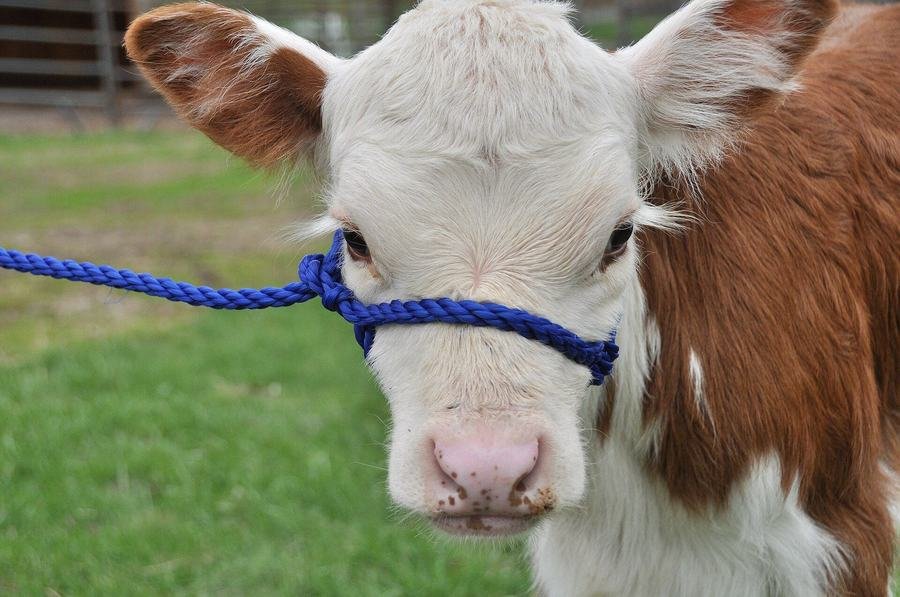 Close-up portrait of a healthy young calf