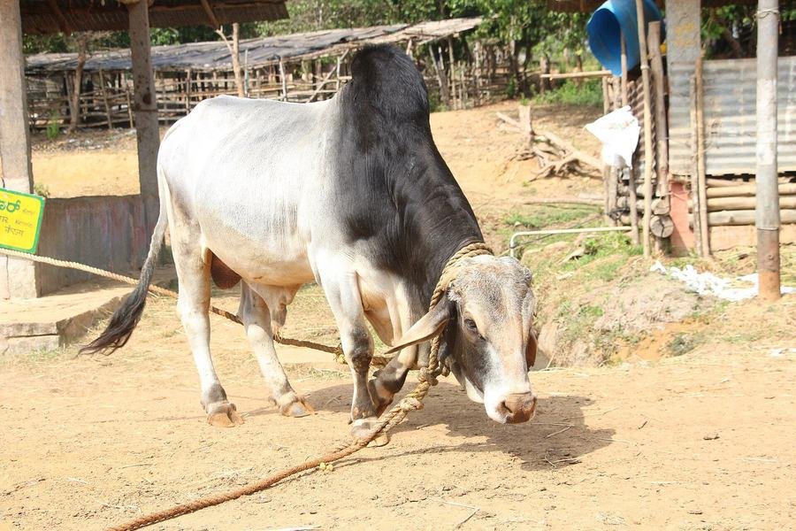 Group of white Tharparkar-type cattle standing together