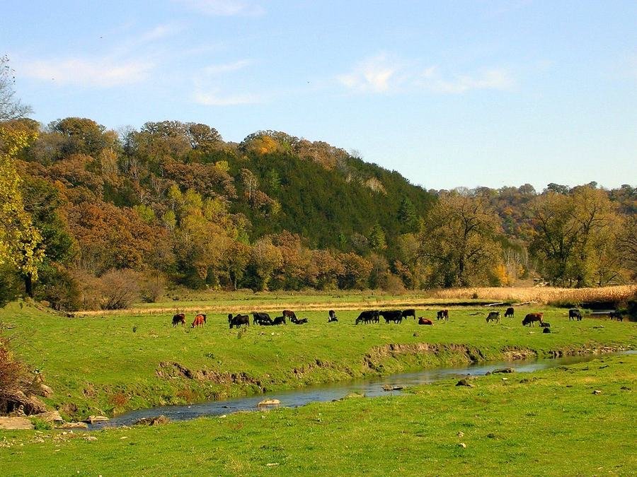 Cattle grazing across open green pasture