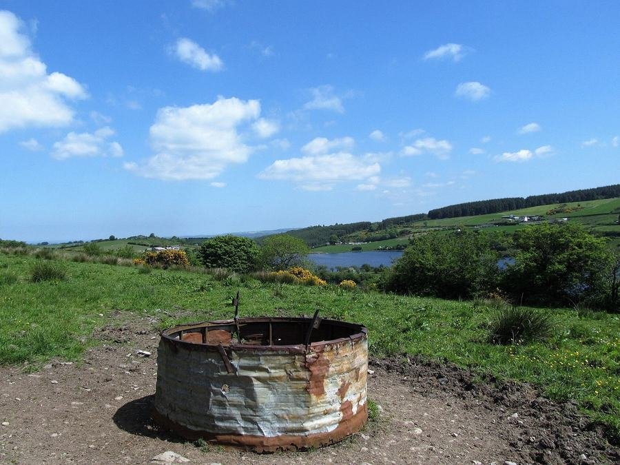 Cattle feeding at the trough beside the water