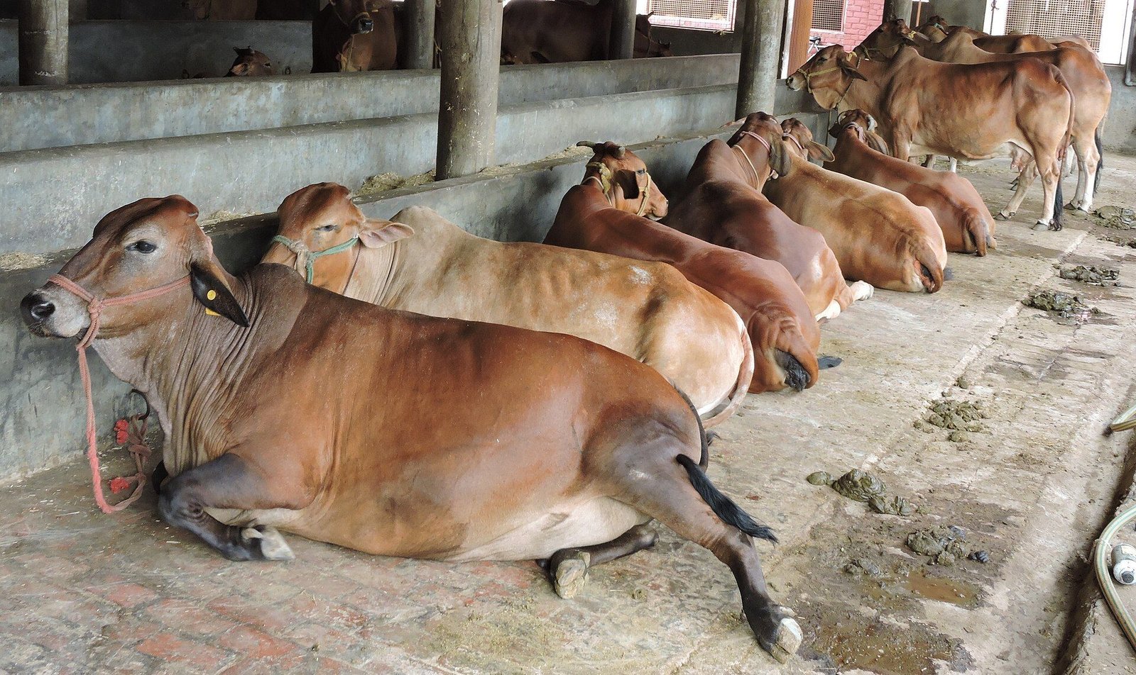 Well-kept Sahiwal cattle standing in a clean, shaded dairy shed