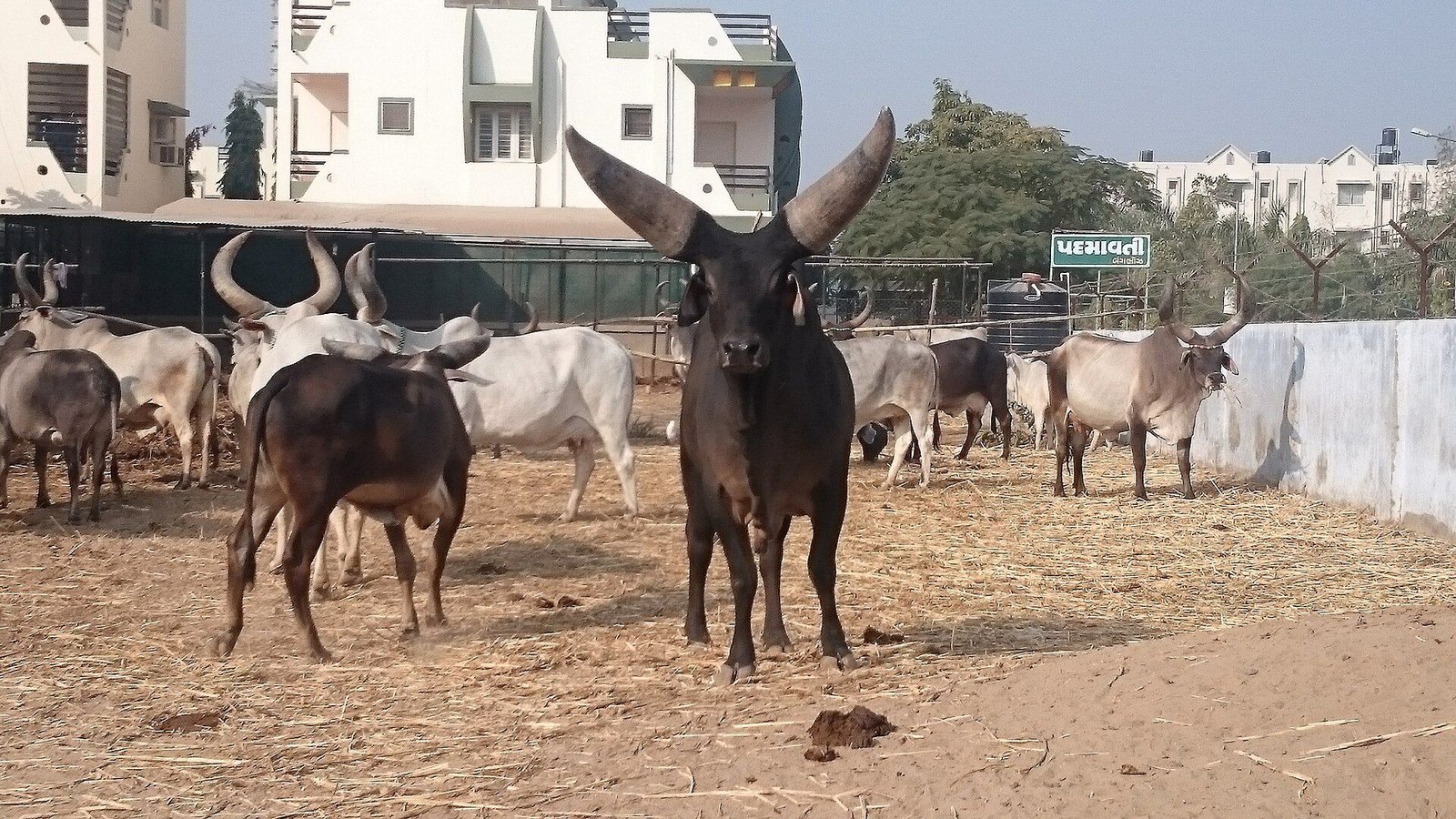 Strong grey bull with tall curved horns — premium livestock at the farm