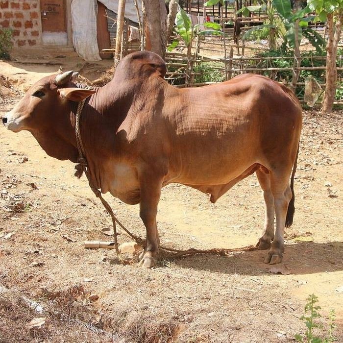 Group of Sahiwal cattle at the farm
