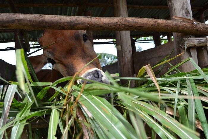 Farm worker hand-feeding a cow
