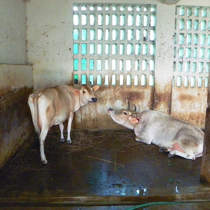 Cows resting in their stalls inside the shed
